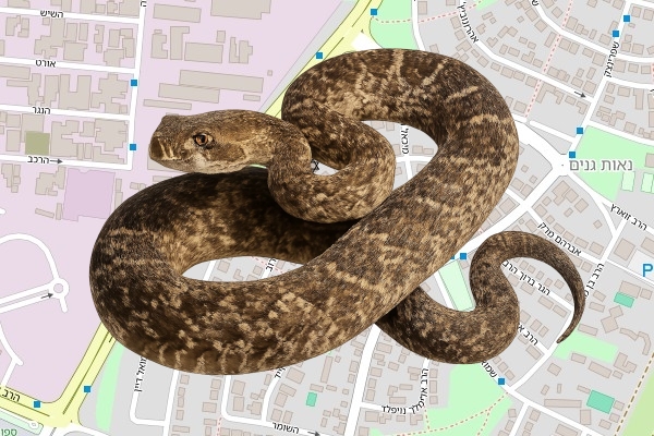 נתנאל חממי