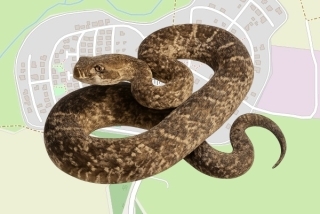 לוכד נחשים בהיתר בקדמת צבי - נועם יוסף