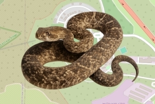 לוכדים מורשים בקיבוץ קדרים - עידן דלברי
