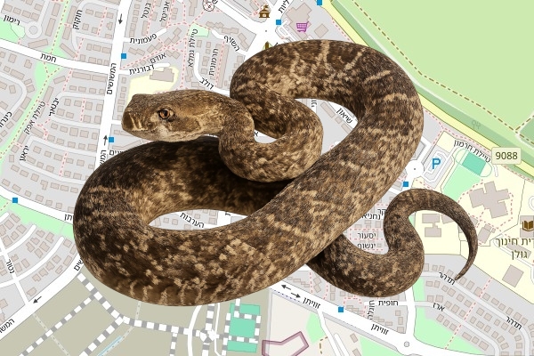 לירון צובוטרו