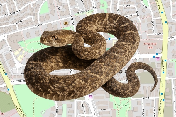 תום גד אוחיון