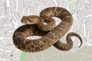 לוכד נחשים בהיתר בקריית אתא - איתמר אריה