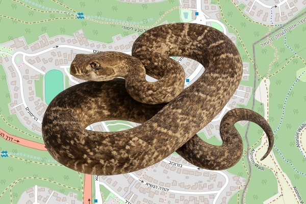 אדם מנסור