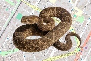 לוכד נחשים בהיתר בקריית מוצקין - סיון ורנר
