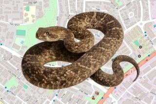 לוכד נחשים בהיתר בקריית מלאכי - יוסף מלמד