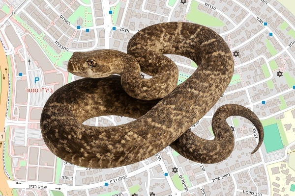 יוסף אלייב