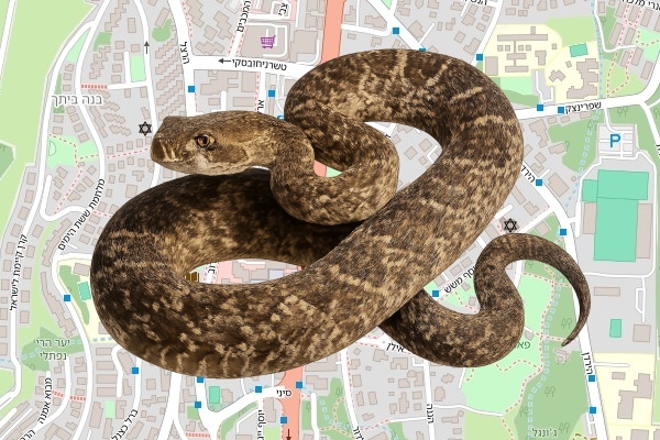 אדם אדיר פדידה