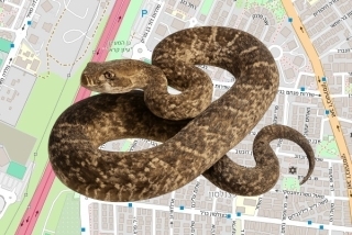 לוכד נחשים בהיתר בראשון לציון - דוד דוד
