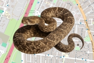לוכד נחשים בהיתר בראשון לציון - אלון קינן