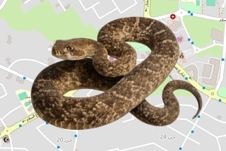 לוכד נחשים בהיתר ברהט - שאדי אלהוזייל