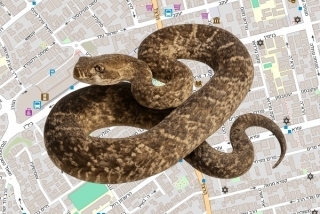 לוכד נחשים בהיתר ברחובות - אורי סררו