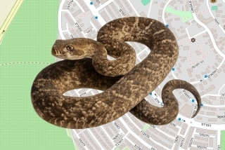 לוכד נחשים בהיתר בריחן - עמית דגני