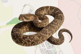 לוכד נחשים בהיתר ברימונים - אברהם וולס