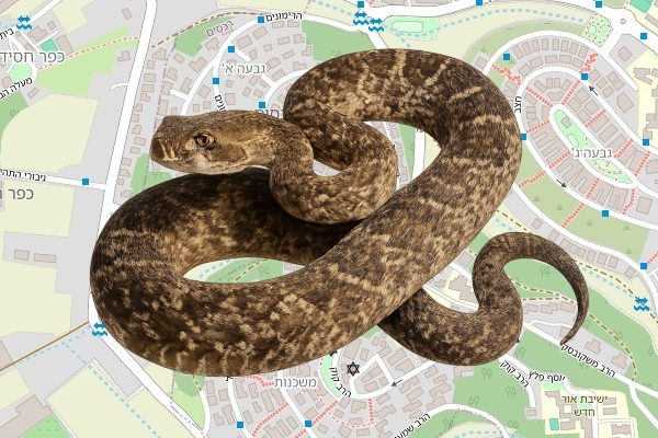 עידו עמר