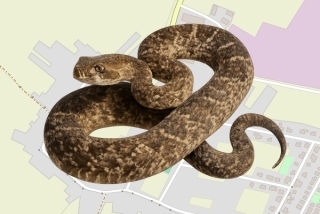 לוכד נחשים בהיתר ברם און - יוסי גימי
