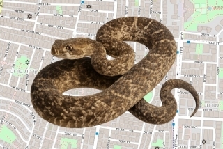 לוכד נחשים בהיתר ברמת גן - ליה בונויט
