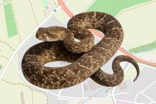 לוכד נחשים בהיתר בקיבוץ רמת דוד - עודד רבן