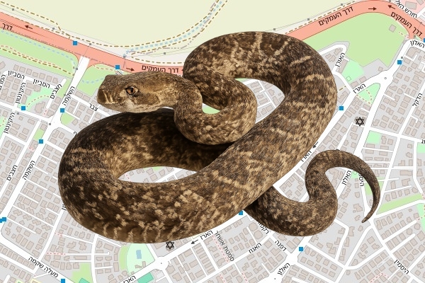 איתי שחר
