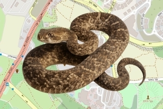 לוכד נחשים בהיתר בקיבוץ רמת רחל - יוסף אשכולי