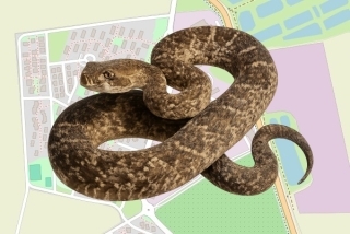 לוכד נחשים בהיתר בקיבוץ רשפים - אלון אייגר
