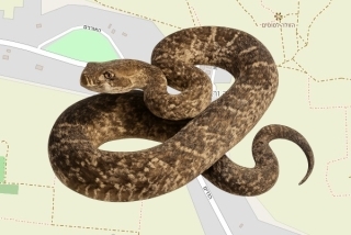 לוכד נחשים בהיתר בשדה ורבורג - בני יערי