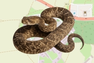 לוכד נחשים בהיתר בקיבוץ שדה יואב - יניב אדלר