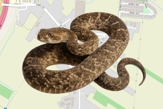 לוכד נחשים בהיתר בשדה יעקב - יחיאל סיסו