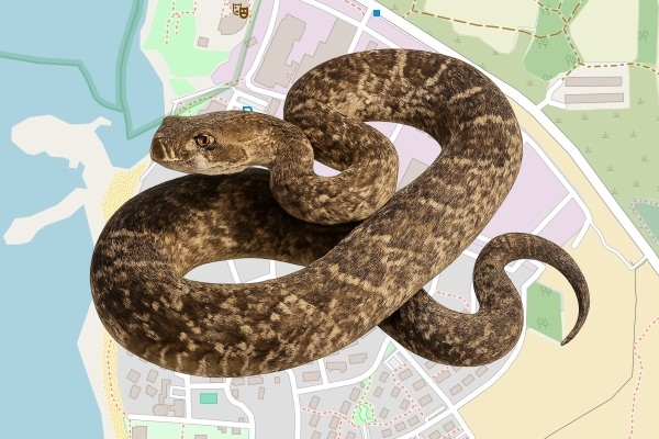 נתן סטנסיל