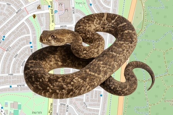 רודי שימייב