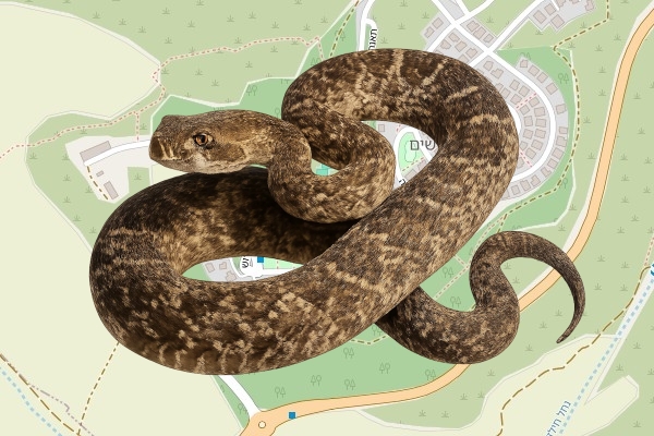 מתן בן חמו
