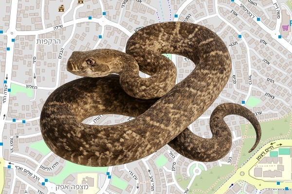 אלון משה
