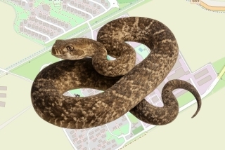 לוכד נחשים בהיתר בקיבוץ שלוחות - דניאל כץ