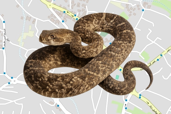 עליאן עליאן