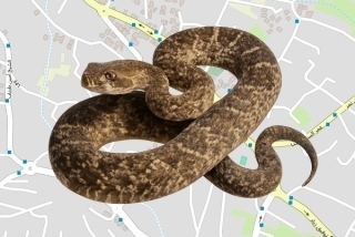 לוכד נחשים בהיתר בשפרעם - עליאן עליאן