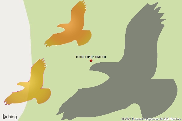 הרחקת יונים בסדום