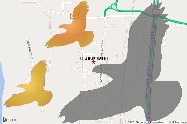 הרחקת יונים בדור