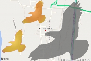  בדור - הרחקת יונים בדור