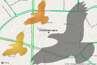 מרחיק יונים בהרצליה - הרחקת יונים בהרצליה