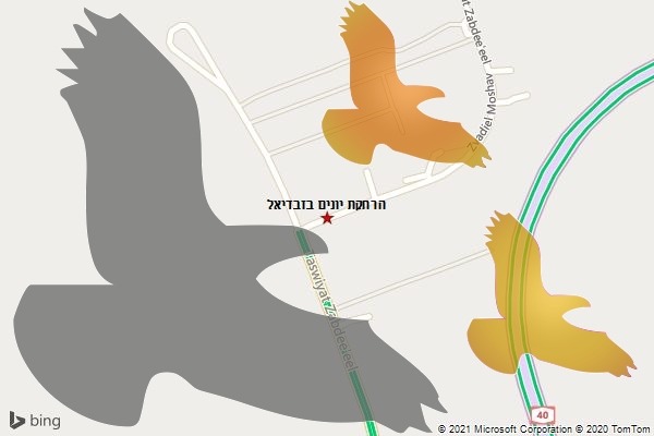 הרחקת יונים בזבדיאל