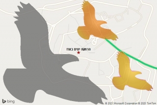 מרחיק יונים בארז - הרחקת יונים בארז