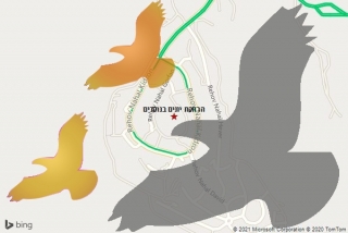 מרחיק יונים בנוקדים - הרחקת יונים בנוקדים