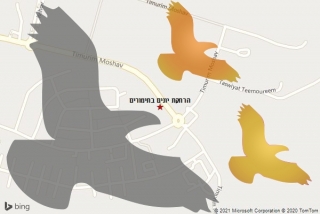 מרחיק יונים בתימורים - הרחקת יונים בתימורים