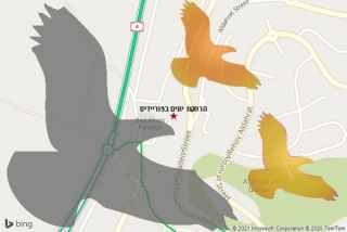 מרחיק יונים בפוריידיס - הרחקת יונים בפוריידיס