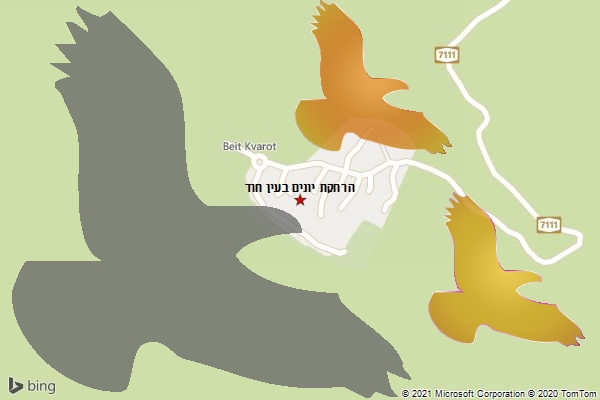 הרחקת יונים בעין חוד