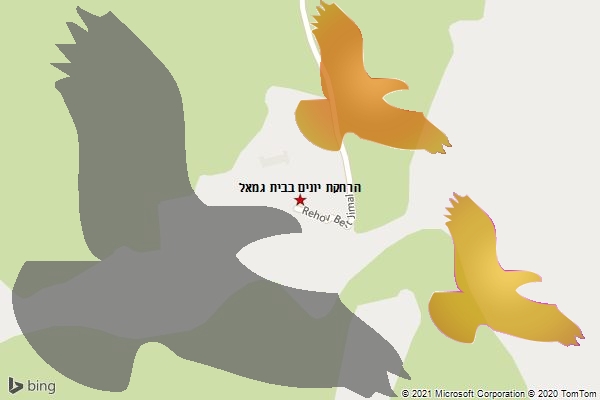 הרחקת יונים בבית גמאל