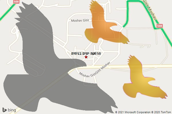 הרחקת יונים בגיתית