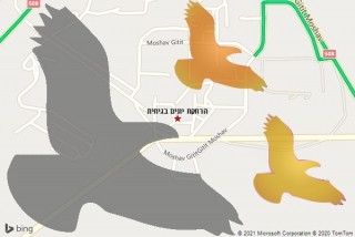 מרחיק יונים בגיתית - הרחקת יונים בגיתית