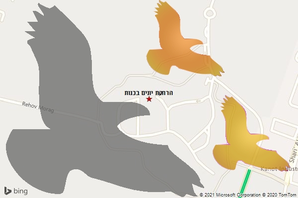הרחקת יונים בכנות