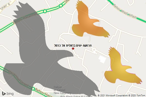 הרחקת יונים בדאלית אל כרמל