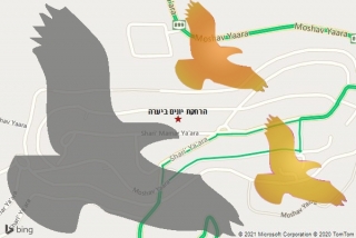 מרחיק יונים ביערה - הרחקת יונים ביערה